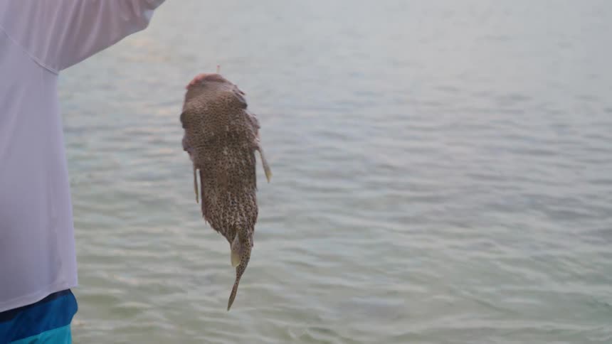 A fisherman stands in the ocean holding up a freshly caught porcupinefish on his line
