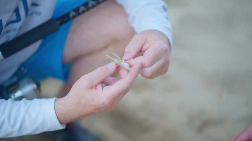 A fisherman carefully baits a hook with a shrimp while preparing to go surf fishing on the beach