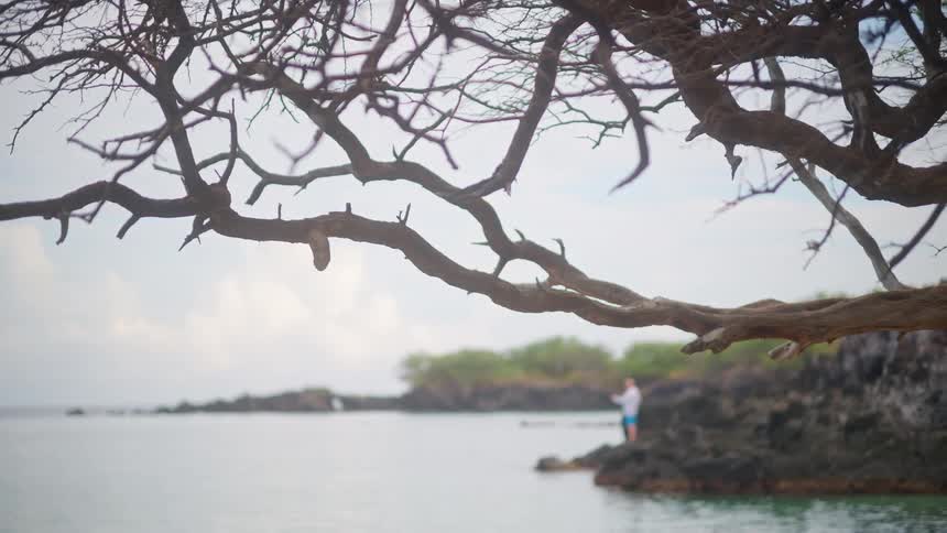 An artistic view of a gnarled tree branch framing a serene Hawaiian coast with a lone person standing on the volcanic rock shore