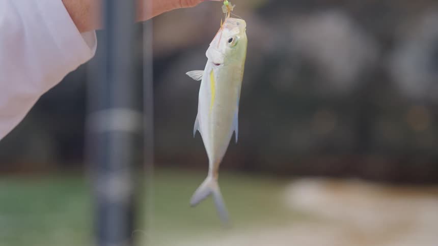 A close-up shot of a small fish caught on a fishing lure and struggling on the line