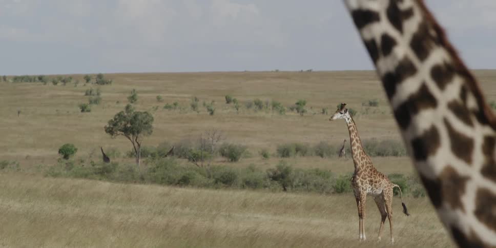 Several giraffes stand tall in an open area