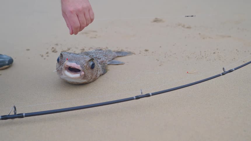 Close-up of a caught pufferfish with its mouth agape, lying on the sand next to a fishing rod as a fisherman holds the line