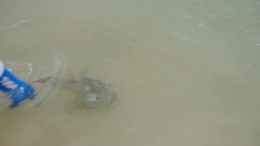 A person wearing a glove gently releases a spotted boxfish back into the shallow ocean water, and it swims away in slow motion