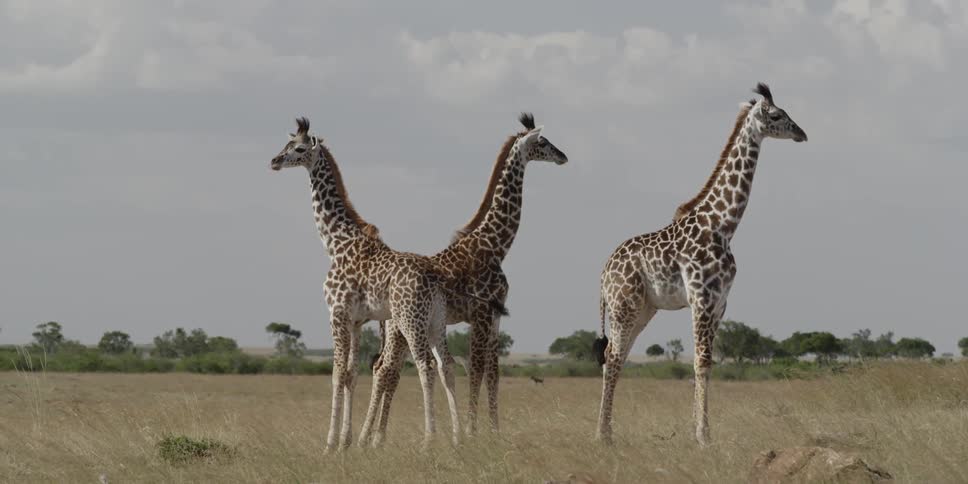 Giraffes standing on the savanna