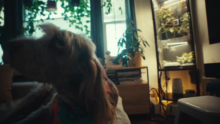 An adorable scruffy dog wearing a colorful bandana relaxes on a cozy couch and looks around curiously in a dimly lit apartment