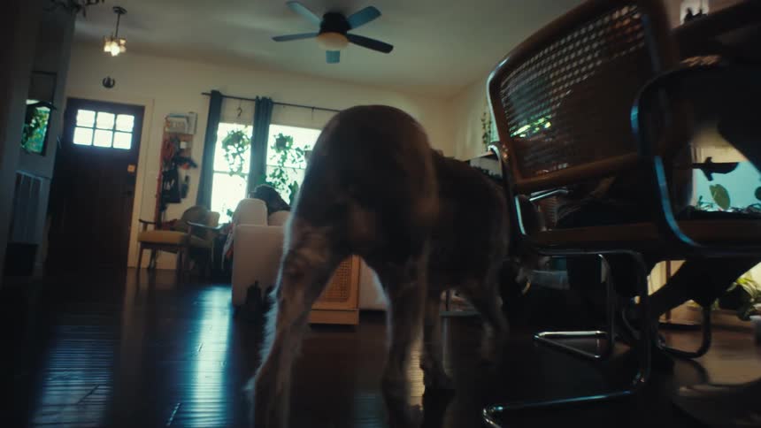 A large, shaggy dog wearing a colorful bandana walks through a cozy home to its owner who gives it an affectionate pat