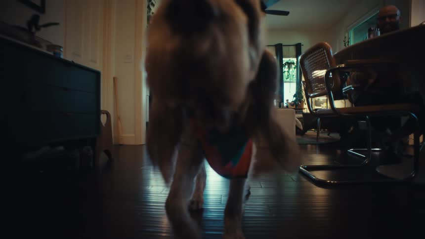 A curious shaggy dog with long ears walks around the house and sniffs the camera from a low-angle perspective