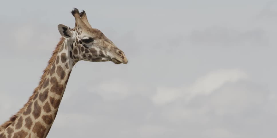 A giraffe's neck and head as it walks on a cloudy day