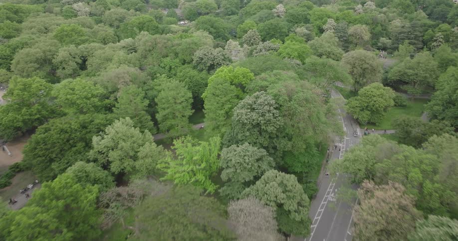 A stunning aerial view flying over the dense green trees of Central Park in New York City on a beautiful day