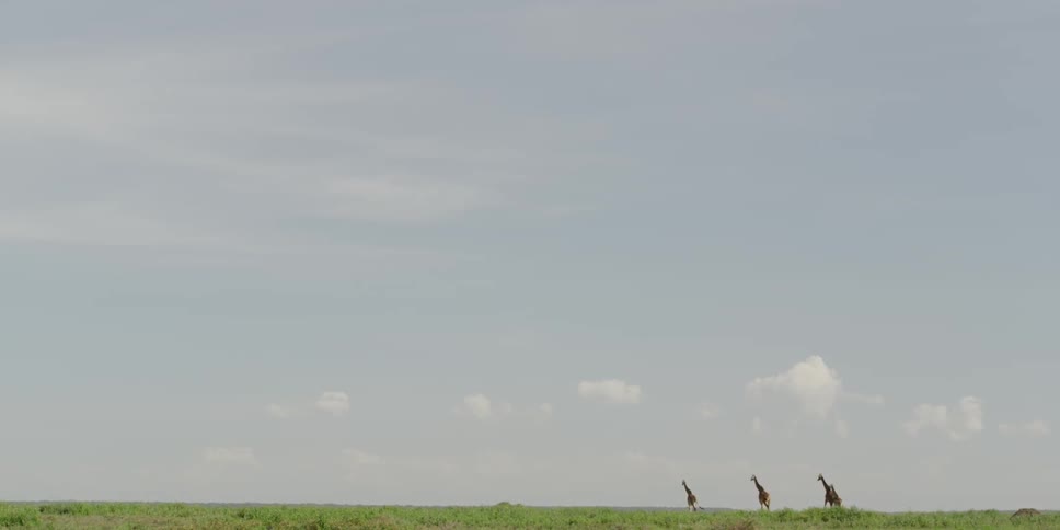 Three giraffes running across a field