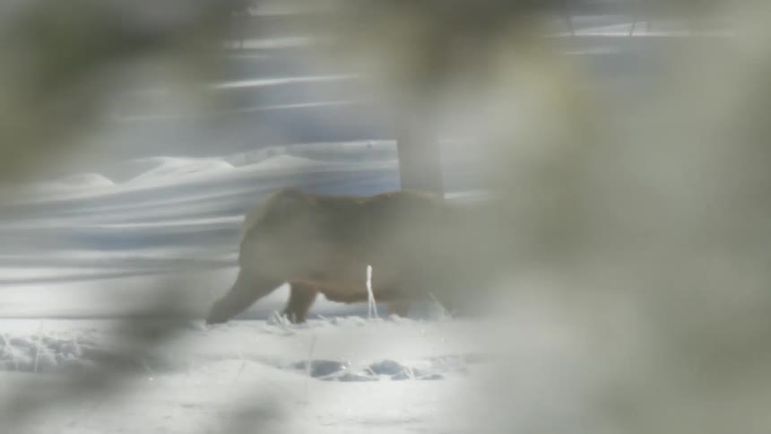 A cow elk walks gracefully in slow motion through deep, sparkling snow on a bright, sunny winter day