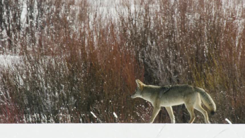 A lone coyote walks across a snowy landscape with reddish willows in the background as snow falls in slow motion