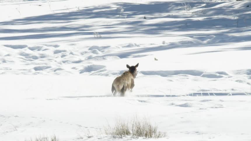 Slow motion of a lone cow elk running through a deep, snowy landscape on a sunny winter day