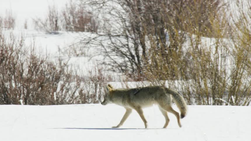 A lone coyote gracefully walks across a bright, snowy landscape in slow motion