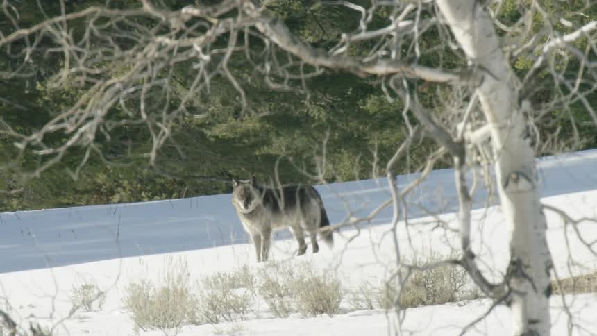 A majestic gray wolf stands alert in a snowy winter landscape, framed by bare aspen trees