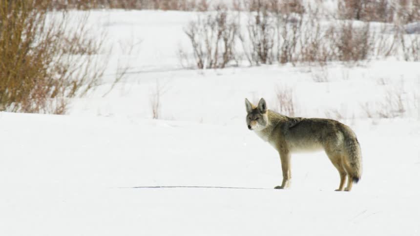 A coyote walks cautiously through a bright snowy landscape in slow motion, stopping to gaze directly at the camera
