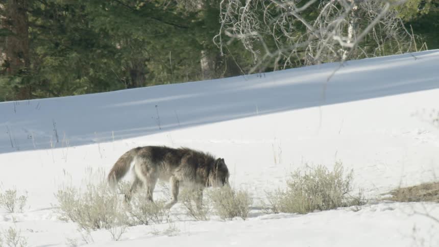 A majestic gray wolf walks through a snowy landscape on a bright winter day