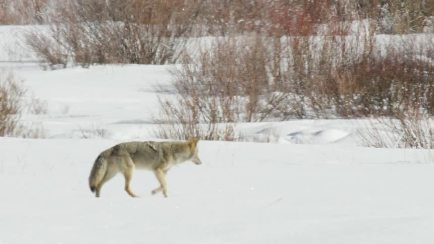 A lone coyote gracefully walks through a vast, bright, snow-covered landscape in slow motion