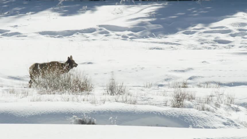 A solitary cow elk walks through a deep, sunlit, snow-covered expanse in slow motion