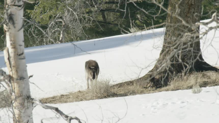A lone gray wolf walks along a snowy hillside in a winter forest, stopping to sniff the ground