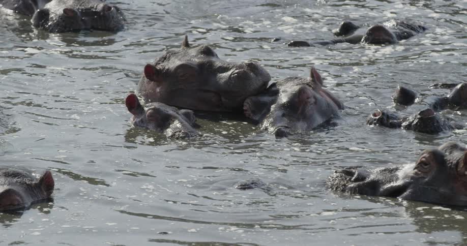 A hippo surrounded by two smaller hippos sleeps in the water