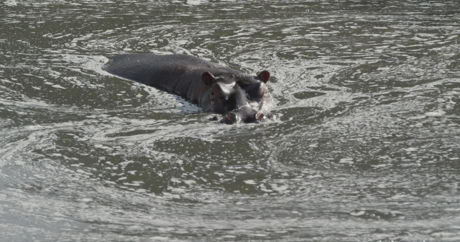 Hippopotamus submerged in water