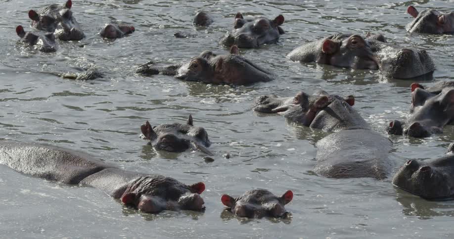 Hippopotamuses peering out of the water