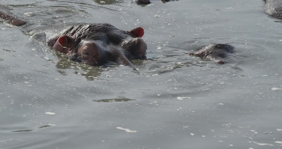 Hippo almost completely submerged in water