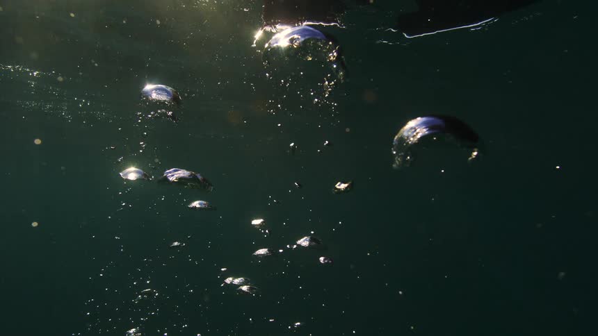A serene underwater view shows bubbles rising slowly towards the sunlit surface