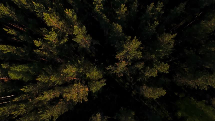 A slow top-down aerial flight over a dense pine forest during a peaceful golden hour