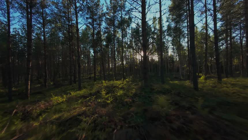 Gliding through a beautiful, sunlit forest with golden rays of light peeking through the tall pine trees