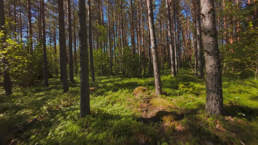 A serene tracking shot glides through a sun-drenched pine forest with a lush green undergrowth