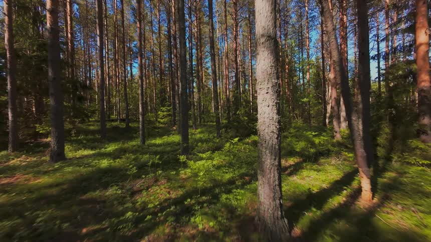 A cinematic slow-motion glide through a tranquil, sunlit forest filled with tall pine trees and a vibrant green forest floor