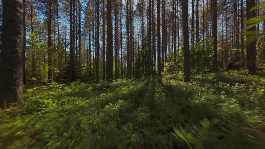 A serene, slow-moving shot gliding backwards through a lush green forest as sunlight filters through the tall pine trees