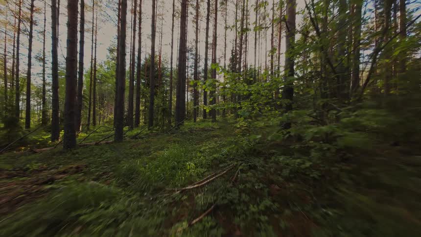 A smooth, immersive first-person journey through a dense, sun-dappled pine forest with lush green undergrowth on the forest floor