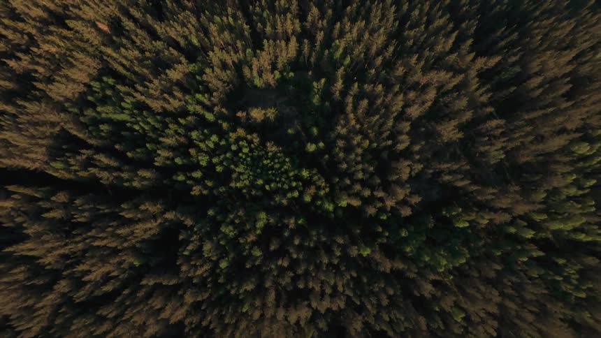 A slow ascending aerial top-down shot reveals an endless evergreen forest bathed in the warm light of the golden hour