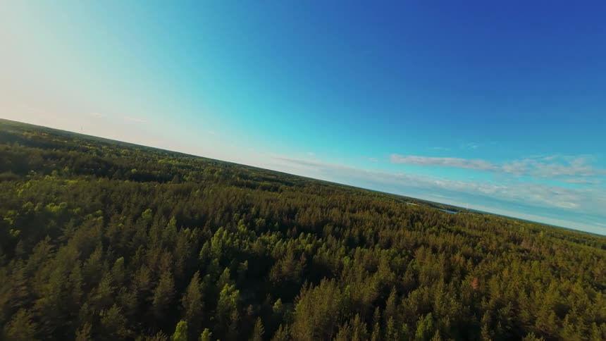 A static high-angle aerial view of a vast evergreen forest stretching to the horizon under a clear blue sky