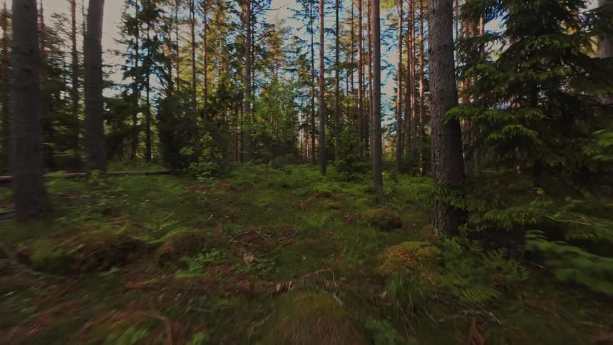 A surreal first-person perspective journey moving slowly through a dense and lush green pine forest