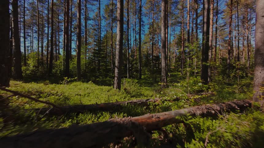 A serene low-angle tracking shot glides through a sunlit pine forest floor covered in lush green plants