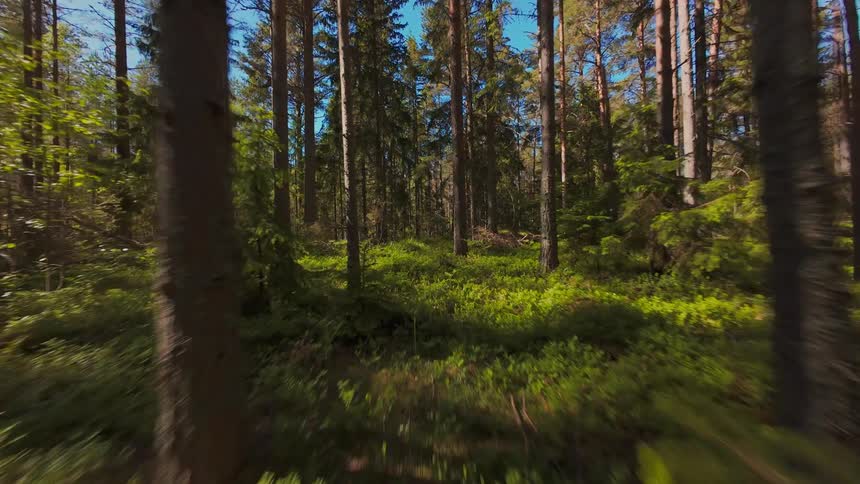 An immersive first-person view glides through a vibrant, sunlit green forest