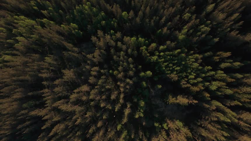 A serene aerial top-down view slowly ascends over a dense evergreen forest during a beautiful golden hour