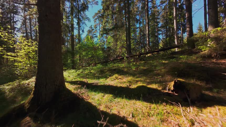 An immersive slow-motion journey through a tranquil sunlit forest with lush green undergrowth and tall pine trees