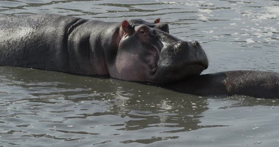 Hippo resting in the lake