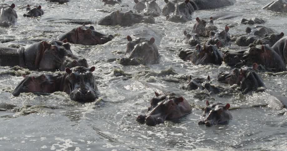 Group of hippos playing in the water