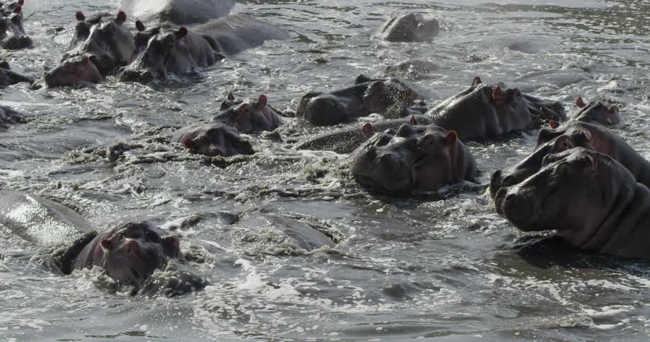 Group of hippopotamuses splash in the water