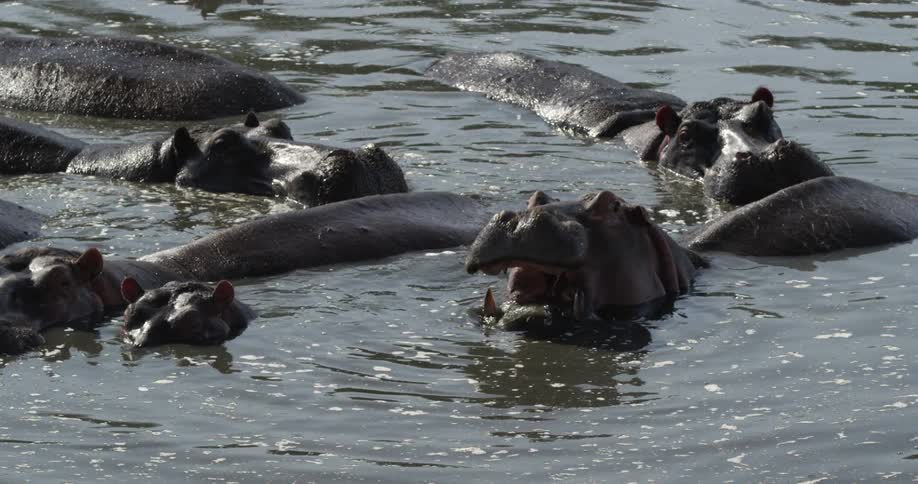 In a herd of hippos, one yawns