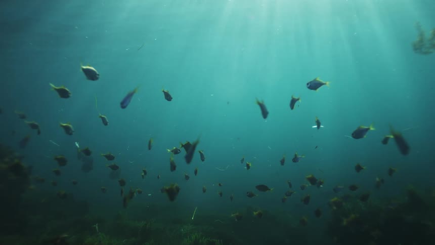 Dreamy underwater shot of a school of small fish swimming peacefully as sunlight streams through the turquoise water