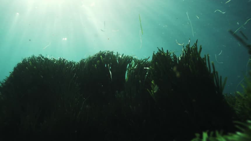 A serene underwater view shows sunlight filtering through the ocean to a lush bed of gently swaying seagrass