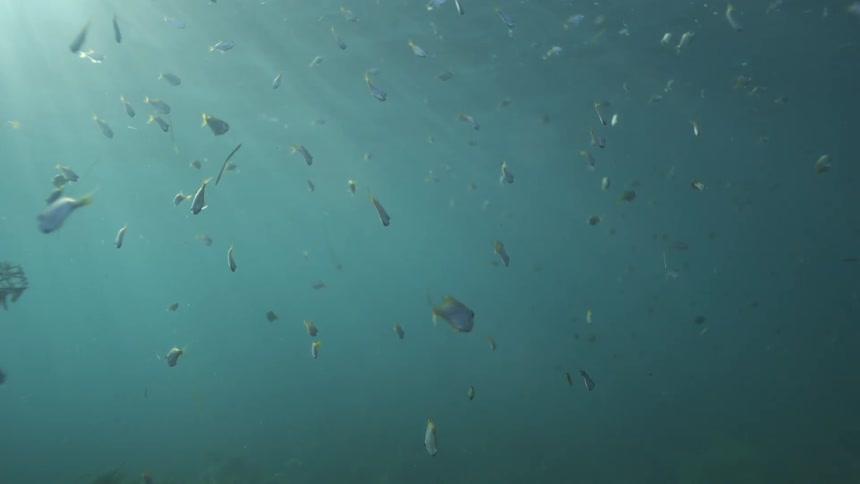 A school of small fish peacefully drifts through the turquoise ocean as beautiful sun rays shine through the water's surface