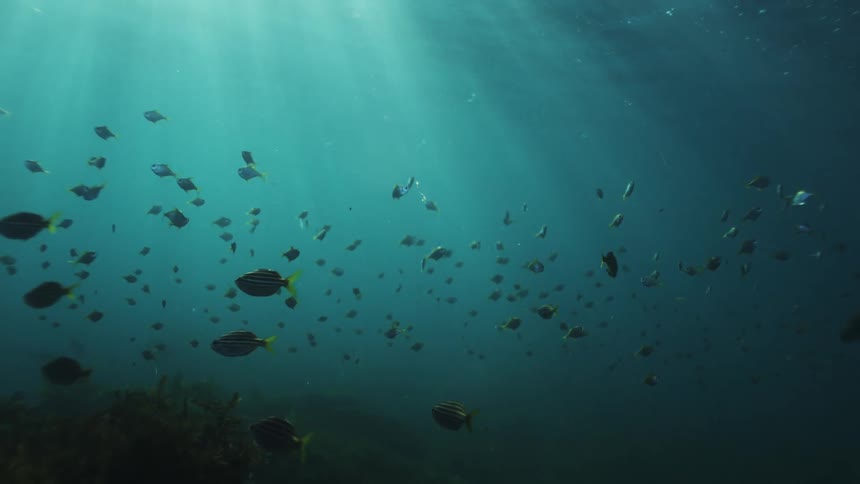 Sunlight penetrates the deep ocean, illuminating a large school of fish swimming above a dark, plant-covered seabed